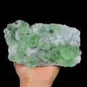 specimen video