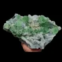 specimen video