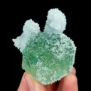 specimen video
