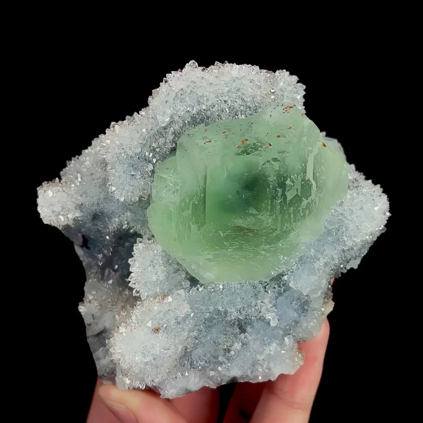 specimen video