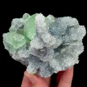 specimen video
