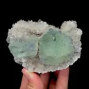 specimen video