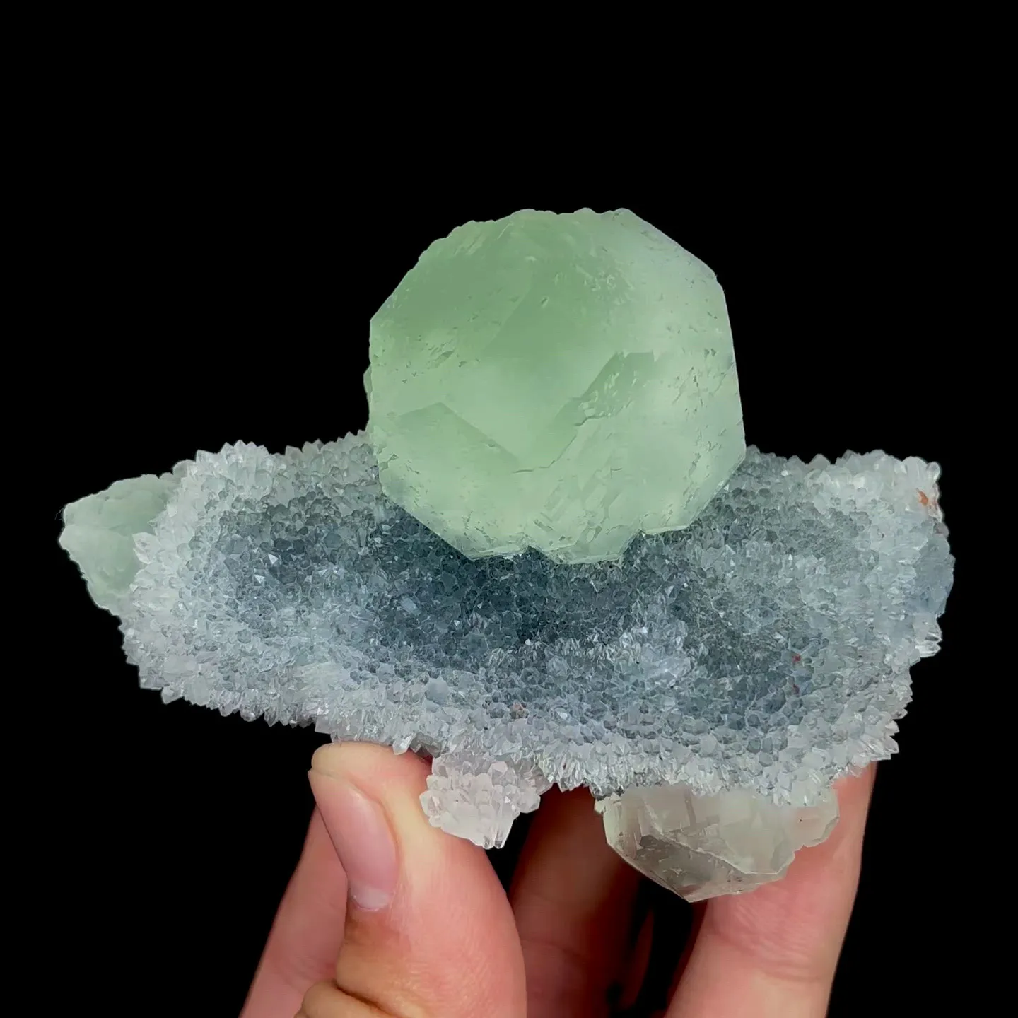 specimen video