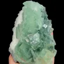 specimen video
