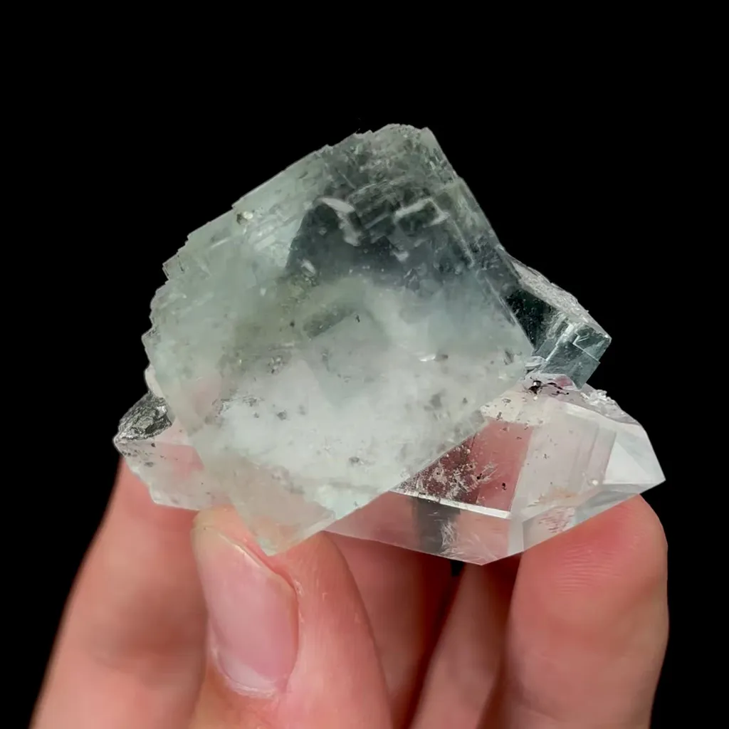 specimen video