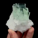 specimen video