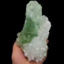 specimen video