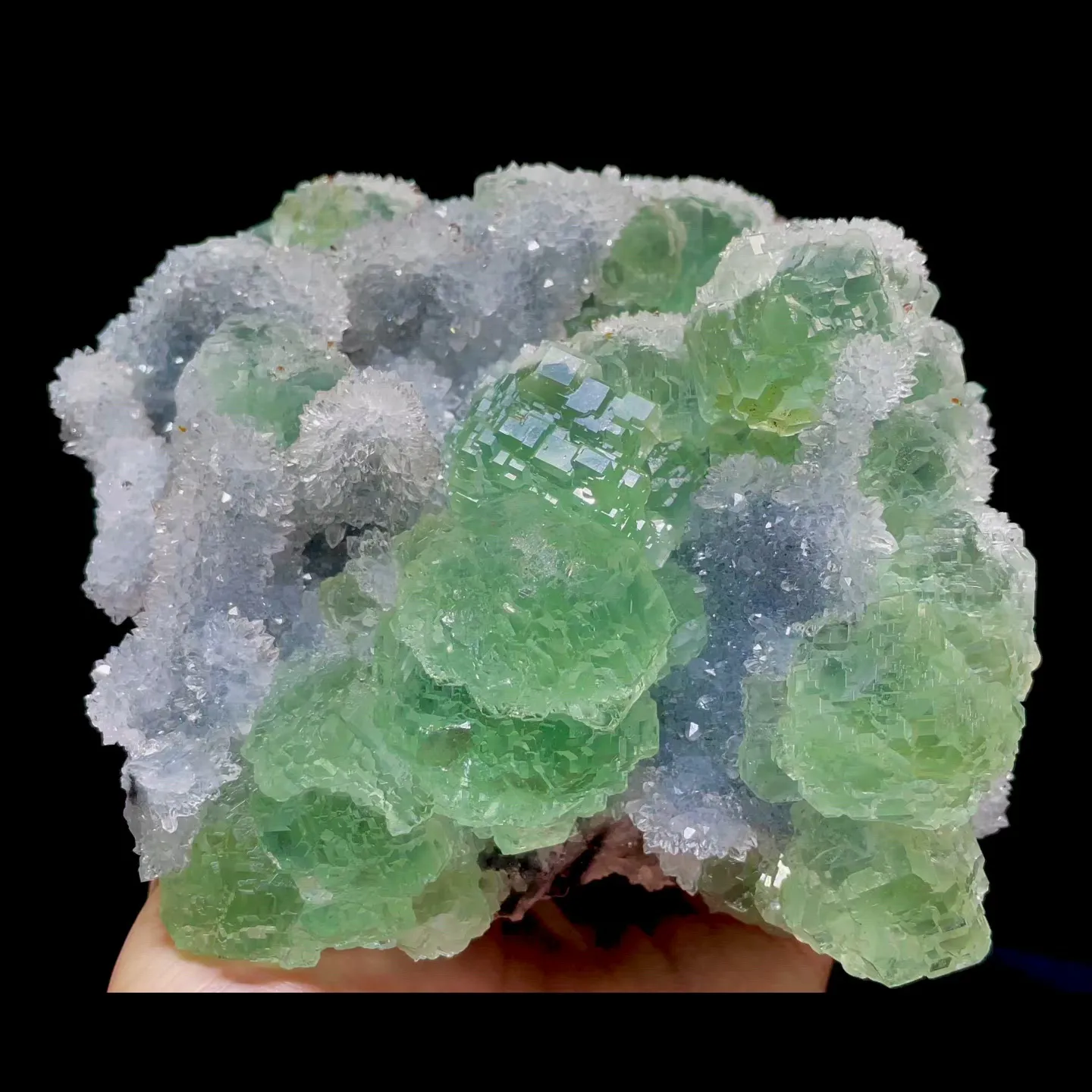 specimen video