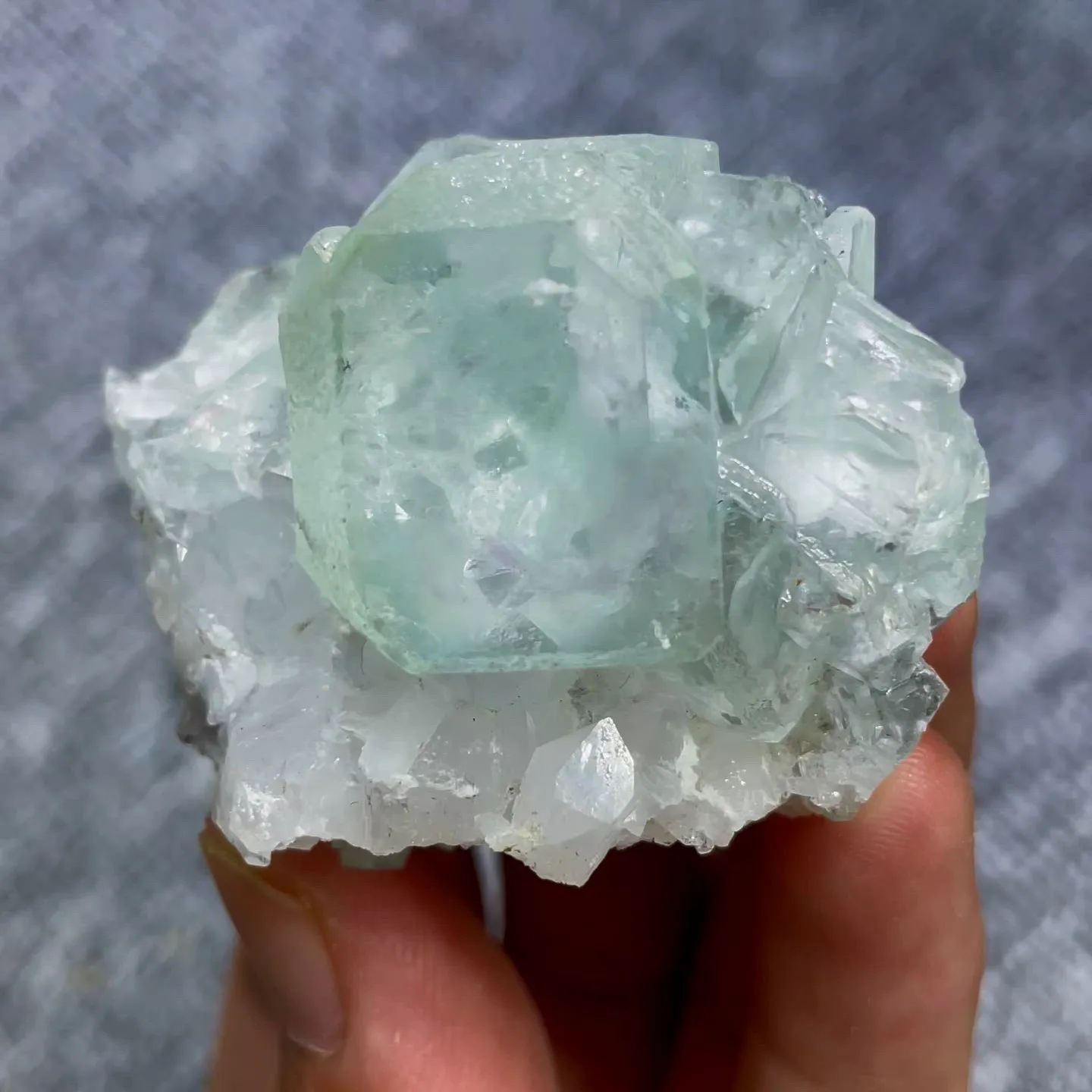 specimen video