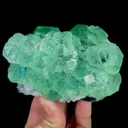 specimen video