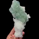 specimen video