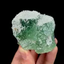 specimen video