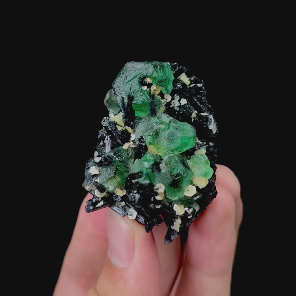 specimen video