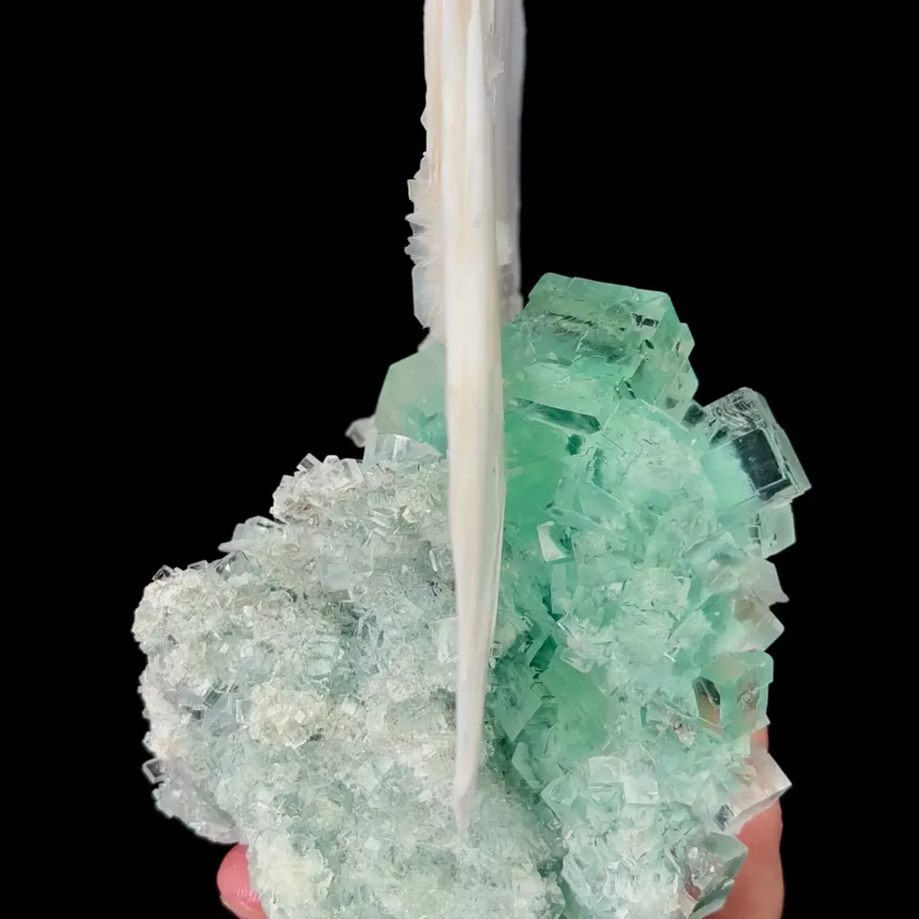 specimen video