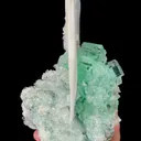 specimen video