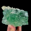 specimen video