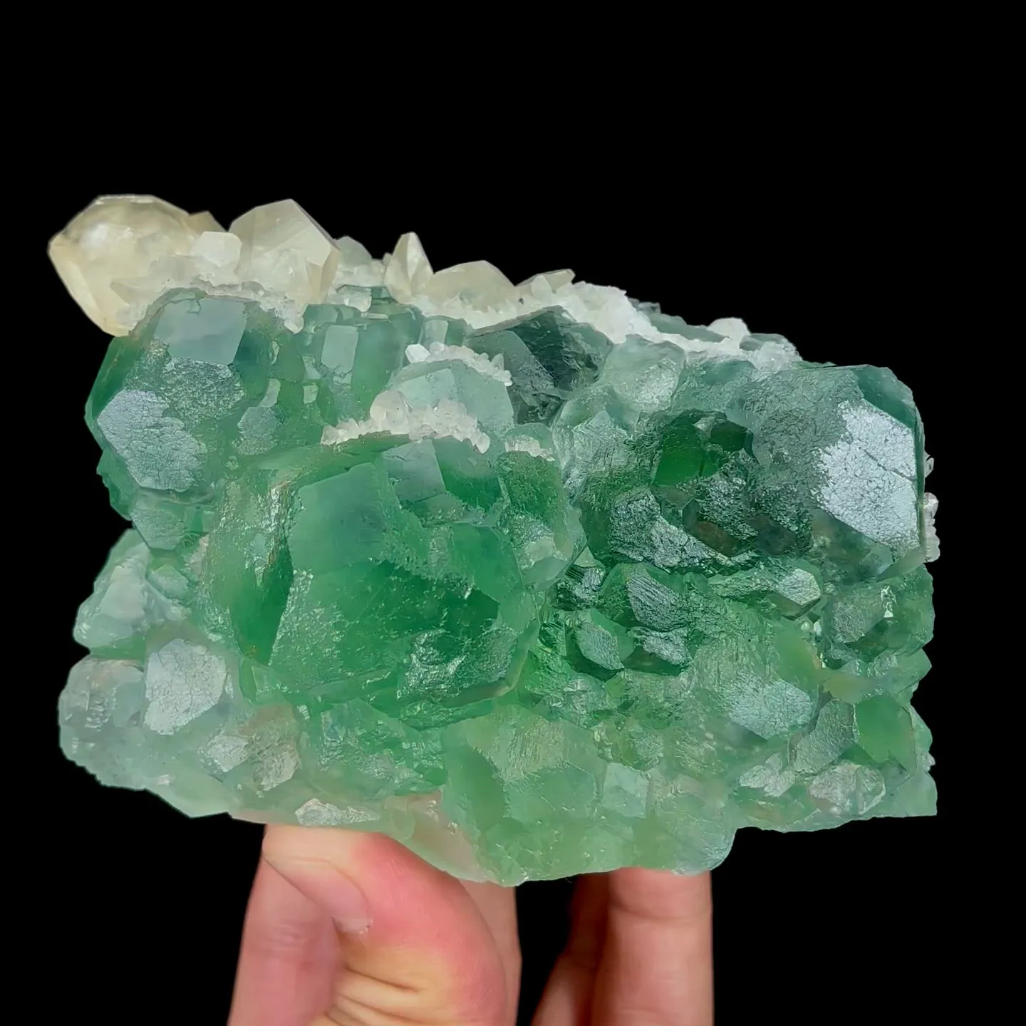 specimen video