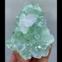 specimen video