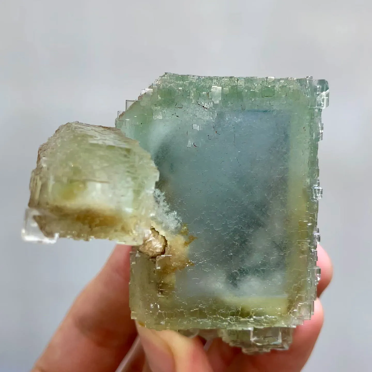 specimen video