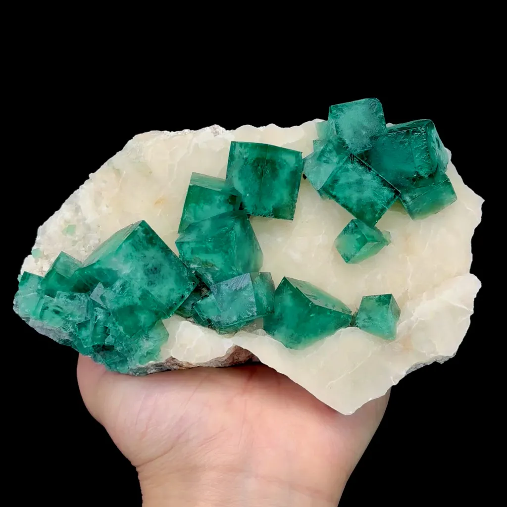 specimen video