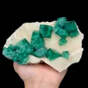 specimen video