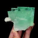 specimen video