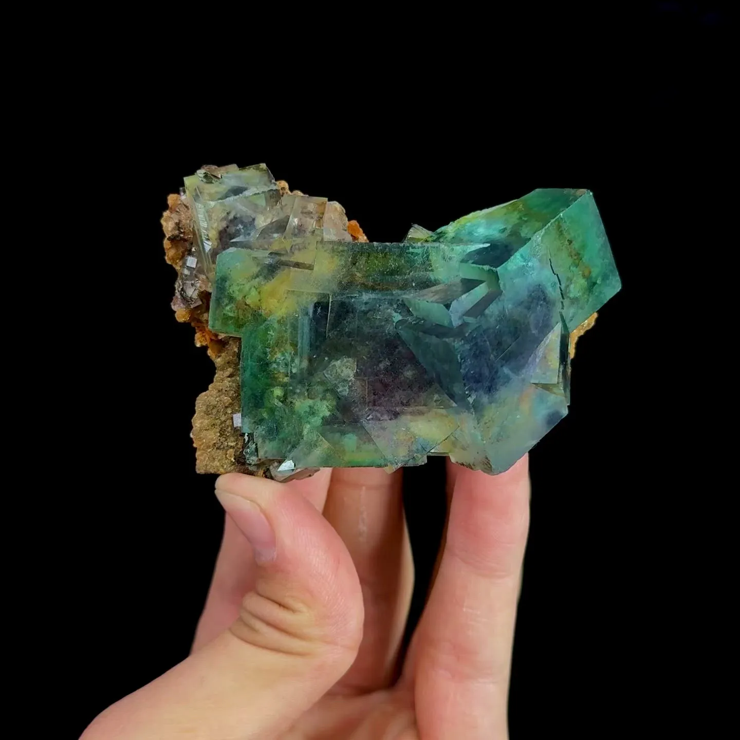 specimen video