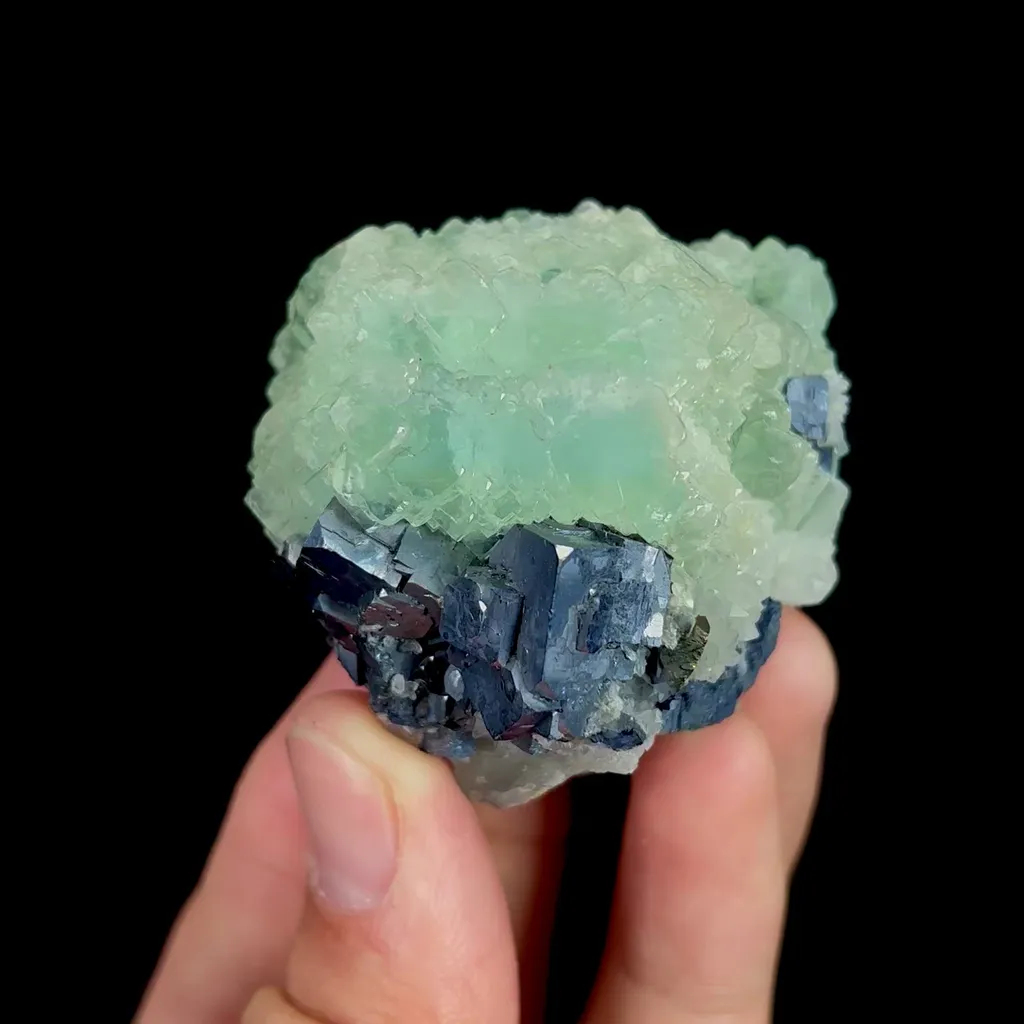 specimen video