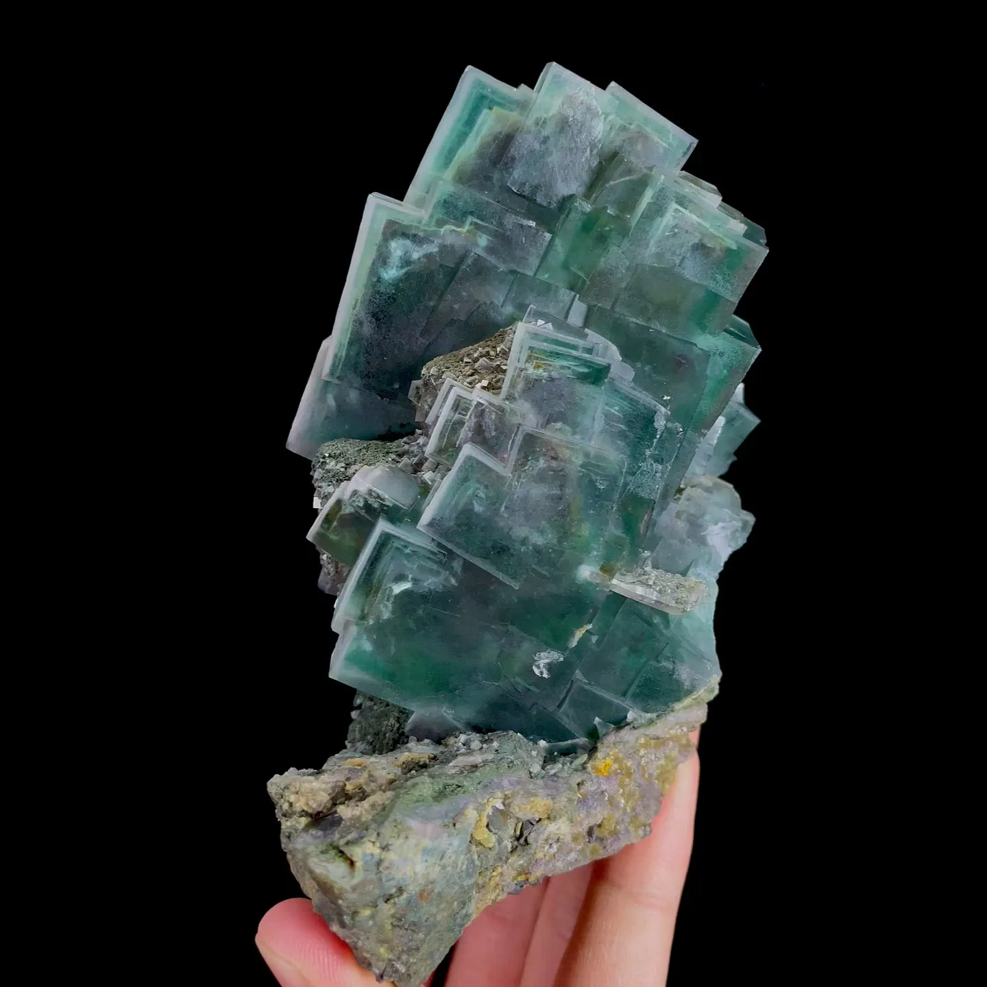 specimen video