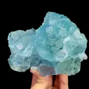 specimen video