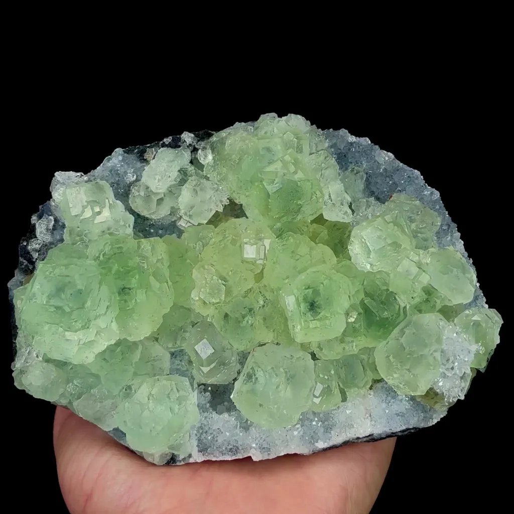specimen video
