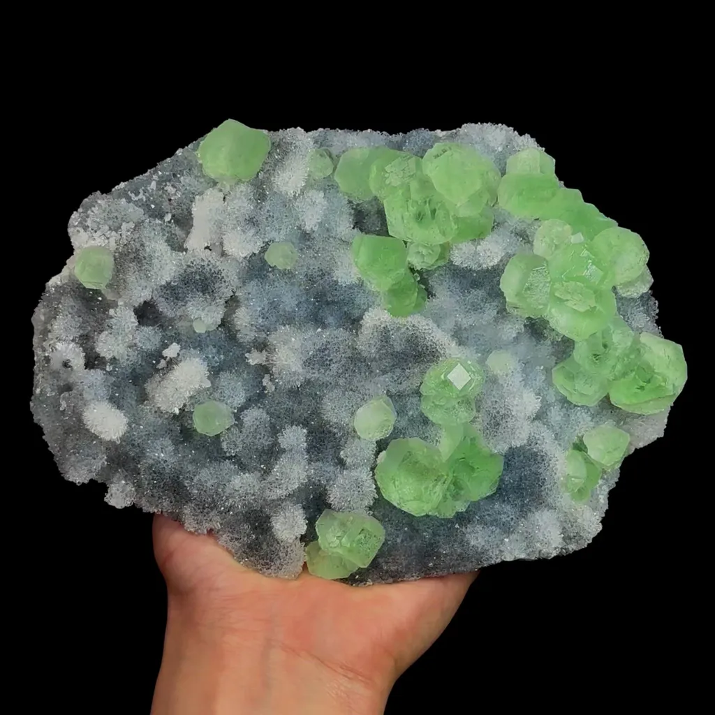 specimen video