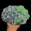 specimen video