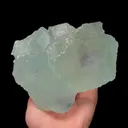 specimen video