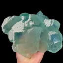 specimen video