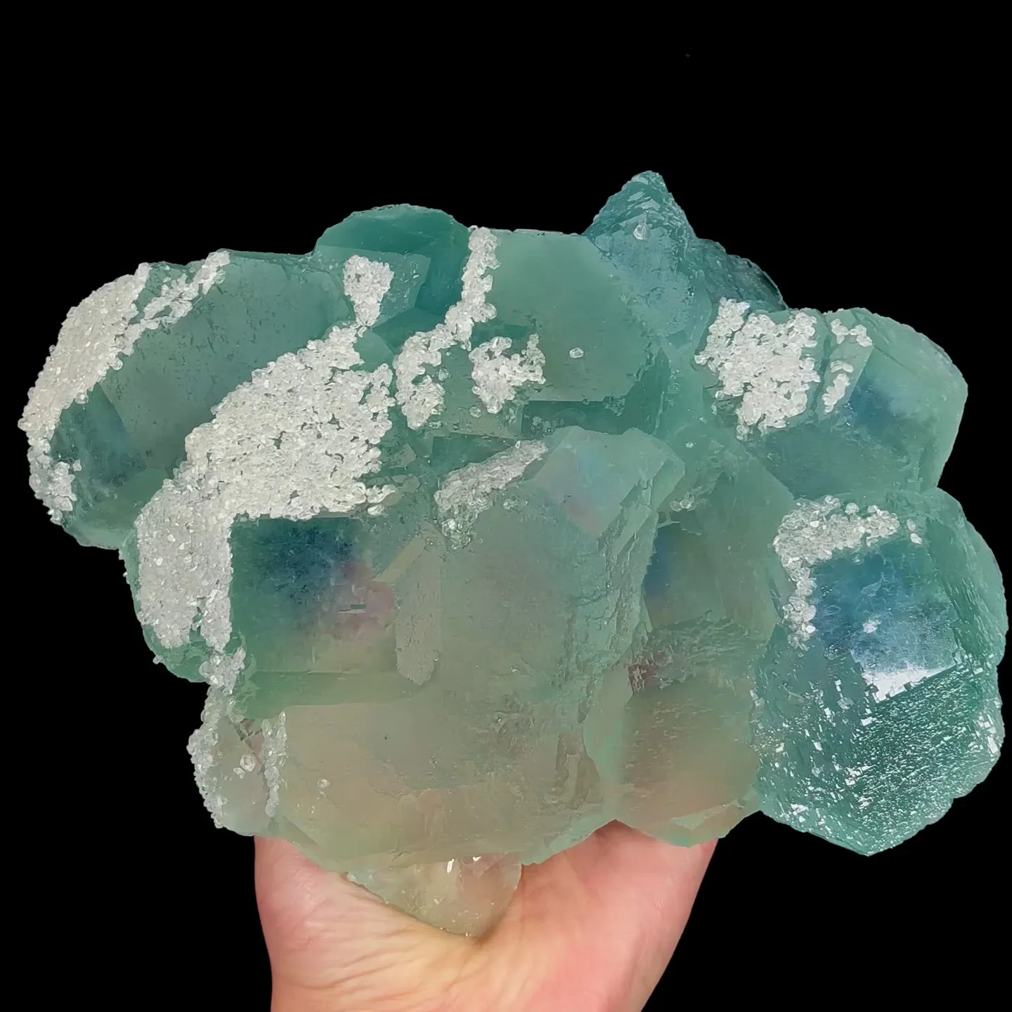 specimen video