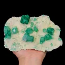 specimen video