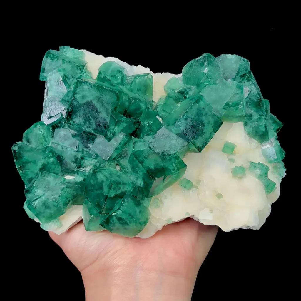 specimen video