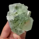 specimen video
