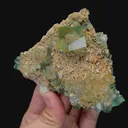 specimen video