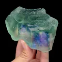 specimen video