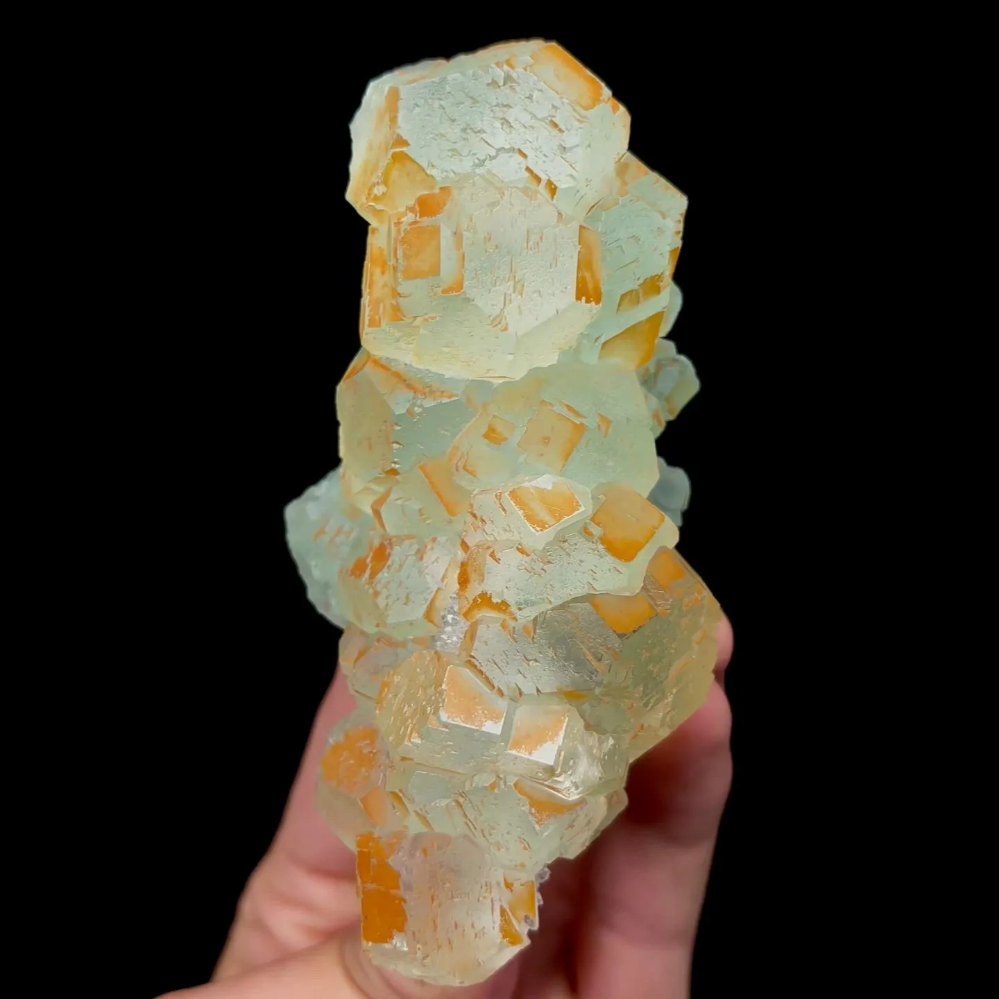 specimen video