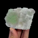 specimen video
