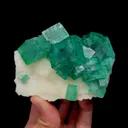 specimen video