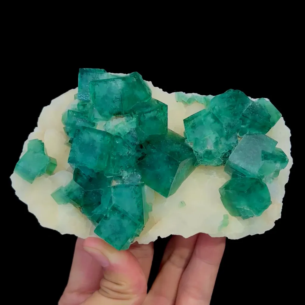 specimen video