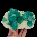 specimen video