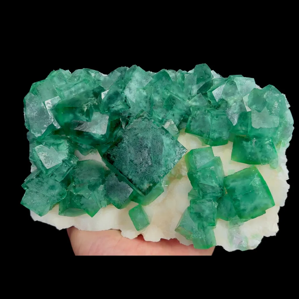 specimen video