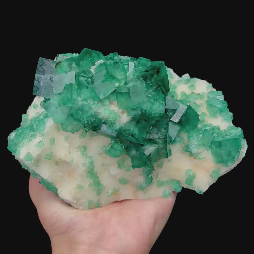 specimen video