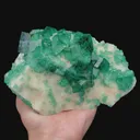 specimen video