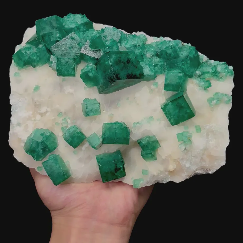 specimen video